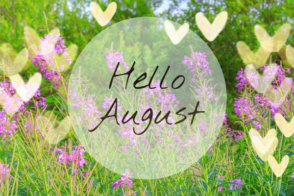 Merhaba August afişi. Çiçekler Ivan-çay tarlası. Bir sürü pembe çiçek. Yaz kır çiçekleri. İngilizce metinli fotoğraf tasarımı. Merhaba yeni ay. İngilizce selamlama. Ağustosun yaz ayı