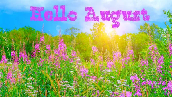 Hello August banner . Flowers Ivan-tea field. Lots of pink flowers. Summer wildflowers. Photo design with text in English. Hello new month. Greeting in English. The summer month of August