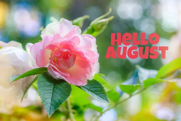 Hello August Banner Flowers Rose Shrub Lots Pink Flowers Summer — Stock Photo, Image