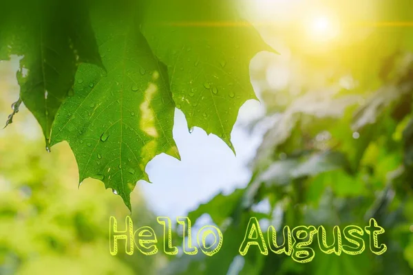 奥古斯特旗帜 雨后绿叶丛生 落叶落叶 图片设计与文字的英语 新的一个月 用英语问安 八月的夏天 — 图库照片