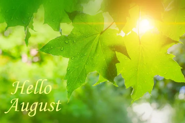 8月のバナーだ 雨の後に葉を持つ緑の枝 葉の上に落ちる 緑の葉 写真デザインは英語で書かれています こんにちは 英語で挨拶 8月の夏 — ストック写真