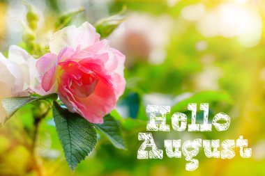 Hello August banner . Flowers rose shrub . Lots of pink flowers. Summer garden flowers. Photo design with text in English. Hello new month. Greeting in English. The summer month of August clipart