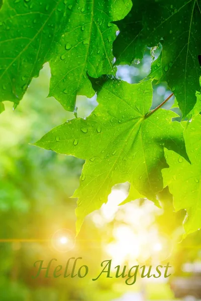 Hallo August Banner Grüne Zweige Mit Blättern Nach Dem Regen — Stockfoto