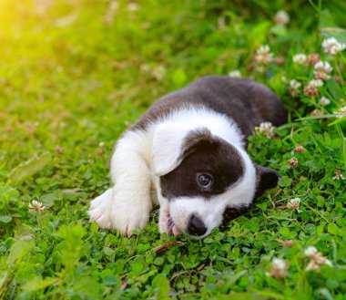 Yavru Galli Corgi hırkası çimlerin üzerinde yatıyor. Evcil hayvan. Güzel bir safkan köpek. Matbaa malzemelerinin sanat eseri konsepti. Köpekler hakkında makale. Yürüyüşe çıkmış bir köpek yavrusu. Corgi köpeği. Köpeğin siyah beyaz rengi