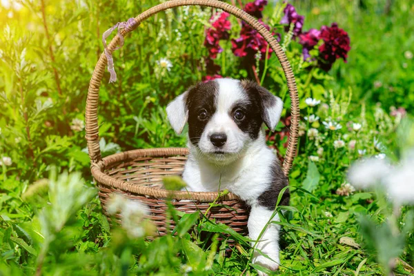 A Corgi puppy is sitting in a wicker basket on the grass . Puppy in the basket. The concept of a cute dog for printed products. Baby Corgi. Black and white color. Beautiful little dog. A pet. pet in the basket