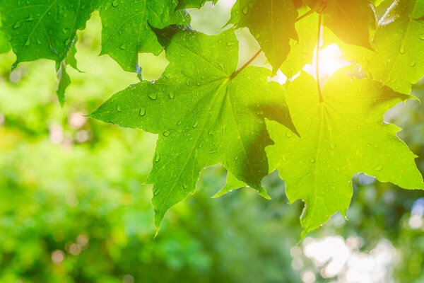 Green leaves on a tree after rain . The branch is green. Water drops on a leaf. Fresh after the rain. Summer bad weather. Background leaves green rain.