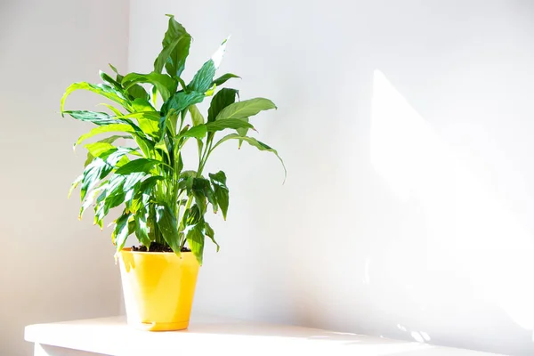Spathiphyllum Flower. Home flower in a yellow pot on the table . Leaves are green. Article about the care of home flowers. Article about fertilizers for home flowers