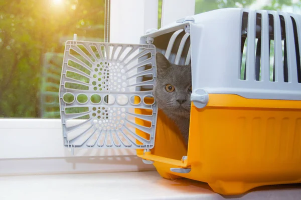 Graue Katze Einer Transportbox Fenster Tiertransporte Angst Vor Transfers Graue — Stockfoto
