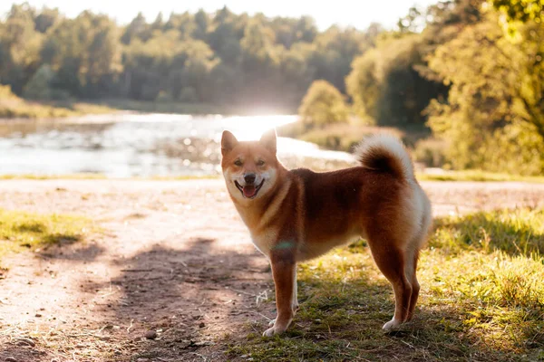 Akita Inu Kutya Sétál Parkban Gyönyörű Kutya Nyári Séta Kutyával — Stock Fotó