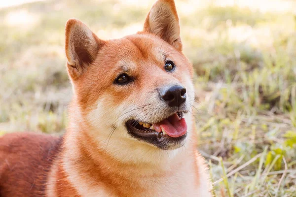 Akita Inu Hund Promenad Parken Vacker Hund Sommaren Går Med — Stockfoto