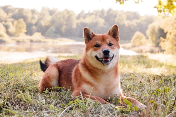 Akita Inu Kutya Sétál Parkban Gyönyörű Kutya Nyári Séta Kutyával — Stock Fotó