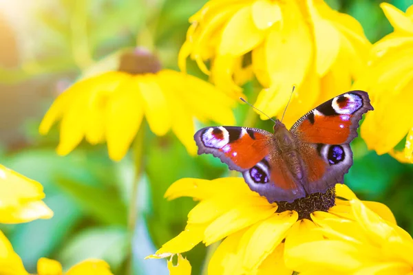 Pokrzywka Motyl Siedzi Żółtym Kwiatku Piękny Motyl Owady Owad Kwiatku — Zdjęcie stockowe