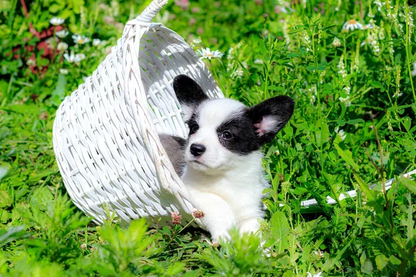 科吉小狗坐在草地上的柳条篮里 — 图库照片