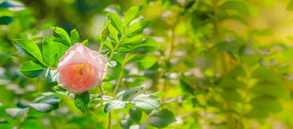 Strauch Rose Grußkarte Kopierraum Schöne Blume Kopierraum Rosenstrauch Rosa Blumen — Stockfoto