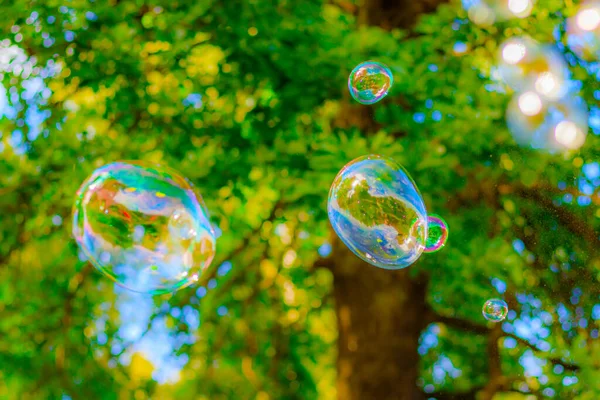 Achtergrond Zeepbellen Achtergrond Van Bomen Mooie Kleur Achtergrond Begrepen Ruimte — Stockfoto