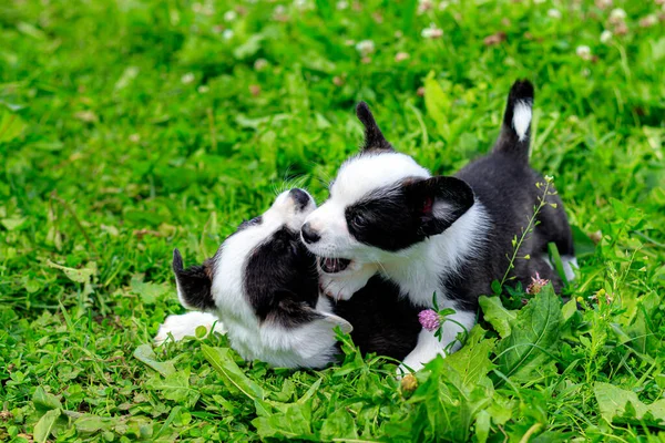 草の上でコルギの子犬が遊ぶ 草の上の子犬 ゲームの動物 ペット 犬の散歩 黒と白 — ストック写真