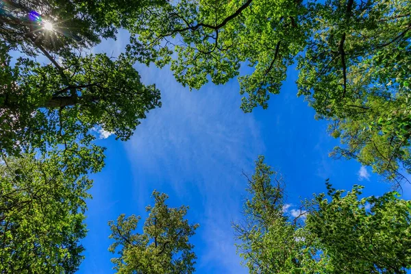 Enmarca Ramas Árboles Verdes Contra Cielo Azul Árboles Naturales Naturaleza — Foto de Stock