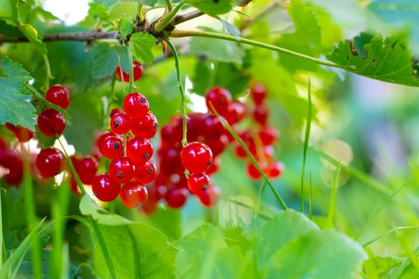 A branch of red currant . Red berry. Harvest. Summer red berries . Without preservatives. A currant branch hangs over the greenery. Copy space