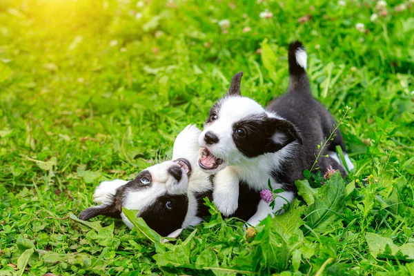 Los cachorros de Corgi juegan en la hierba. Cachorros en la hierba. Los animales de caza. Mascotas. Paseo del perro. —  Fotos de Stock