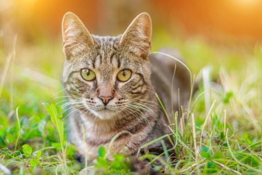 Tekir kedi çimlerin üzerinde yatıyor. Ev kedisi yürüyüşe çıktı. Kapak için güzel bir kedi. Hayvanın menzili. Gri tekir kedi.