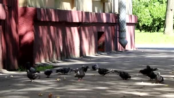 Rapaz a perseguir pombos. aves urbanas. o menino corre. — Vídeo de Stock