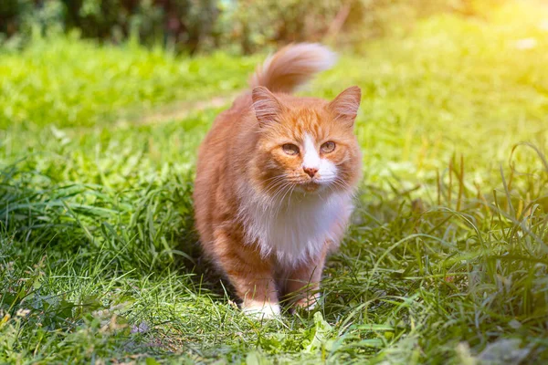 Gatto Rosso Sull Erba Verde Animale Domestico Gatto Qualunque Gatto — Foto Stock