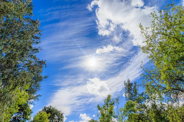 Enmarca Ramas Árboles Verdes Contra Cielo Azul Árboles Naturales Naturaleza — Foto de Stock