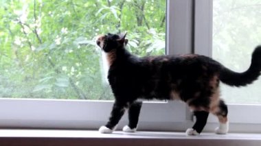 Kedi pencere eşiğinde yürüyor. Evcil hayvan. Penceredeki kedi. Üç renkli kedi.