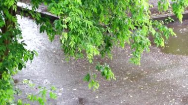 Ağaç dalları yağmur sırasında rüzgarda sallanıyor.