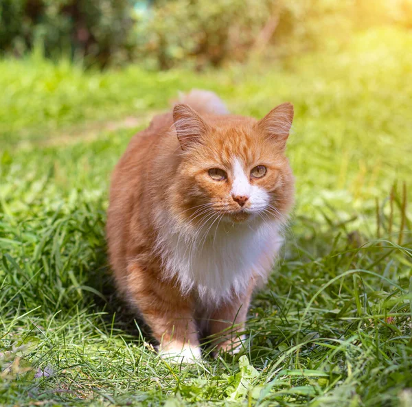 Κόκκινη Γάτα Στο Πράσινο Γρασίδι Ένα Κατοικίδιο Μια Συνηθισμένη Γάτα — Φωτογραφία Αρχείου