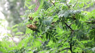 Ağaç dalları yağmur sırasında rüzgarda sallanıyor.