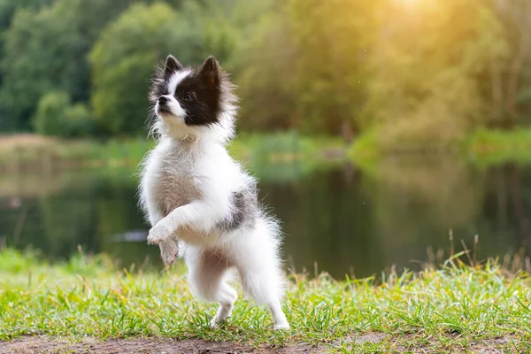 小波美拉尼亚人在散步小狗 一只宠物夏天 狗在散步 夏季公园 黑色和白色 关于宠物的文章印刷品的照片 这只狗用后腿站立 — 图库照片