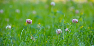 Çimenlerdeki yoncaların çiçek arkaplanı. Clover 'ın güzel fotoğrafı. Pembe yonca çiçeği. Yeşil çimen arka planı. Şifalı bitkiler hakkında makale. Kopya alanı olan bitkisel arka plan. Yeşil çimen