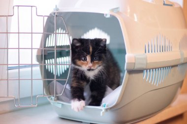 Kedi hayvanlar için bir taşıyıcıda oturur. Evcil hayvan. Hayvanların taşınması. Küçük kedicik. Üç renkli kedi