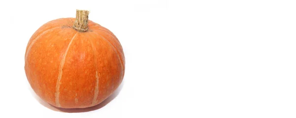 Kürbis Isolierten Hintergrund Mit Kopierraum Kürbisbanner Herbstgemüse Halloween Orangenkürbis Ernte — Stockfoto