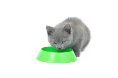 Kedi yavrusu bir kaseden yemek yiyor. Bir kedi yavrusu beyaz arka planda yemek yer. Yavru kedi beslenmesi. Yavru kediler için hayvan maması seçimi. Evcil hayvan beslemeyle ilgili makale. İngiliz kedicik.