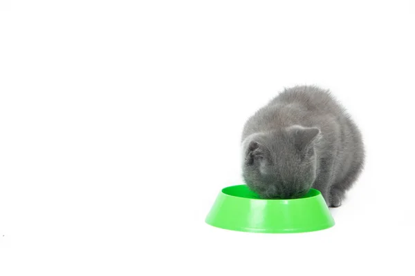 Котёнок Ест Еду Миски Котёнок Ест Пищу Белом Фоне Кошачье — стоковое фото