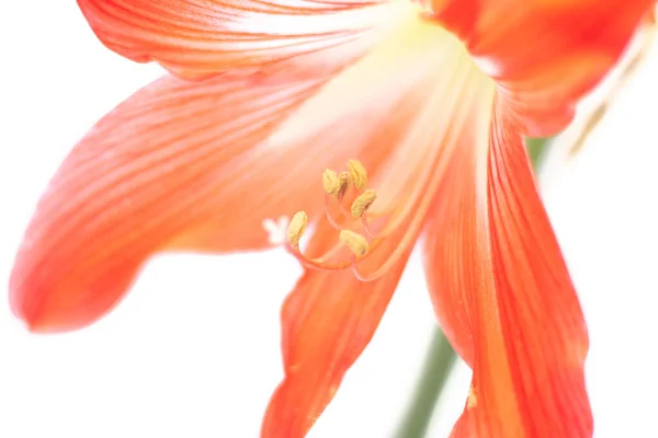 Hippeastrum Flor Roja Flor Aislada Sobre Fondo Blanco Flor Casera — Foto de Stock