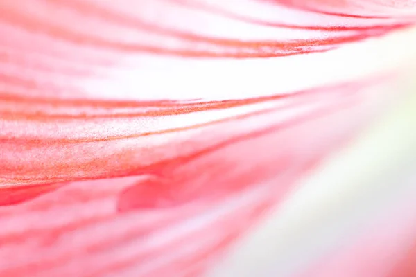 粉红花瓣的宏观背景 花的背景 花瓣上的天然条纹复制空间 粉色背景 美丽的花朵 — 图库照片