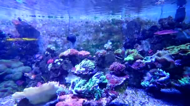 Закрыть Глаза Рыб Плавающих Аквариуме Зоопарке — стоковое видео
