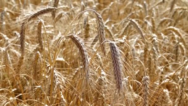 Campo de trigo ao vento. As espigas de trigo baixaram a cabeça. A colheita do trigo começa. Preparação de matérias-primas do inverno. Artigo sobre os cereais. — Vídeo de Stock