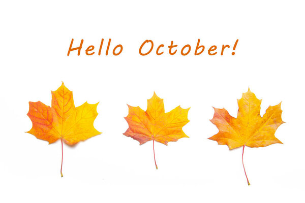 Hello October Maple yellow leaf on a white background. Maple leaf with text. New month. Autumn leaf with text. Postcard . Greeting. Autumn.