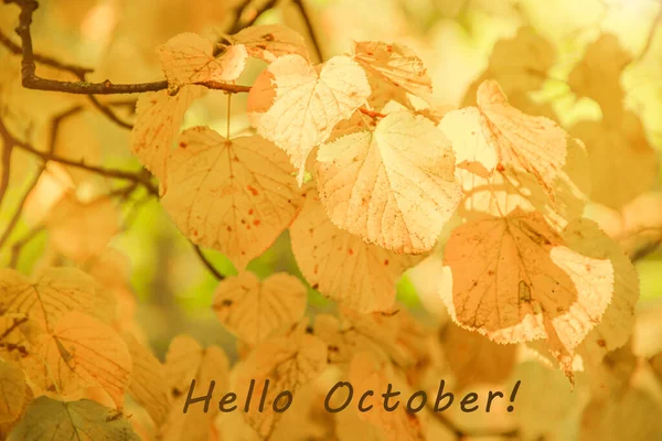 Hello October Background Yellow Leaves New Month Autumn Leaf Text — Stock Photo, Image