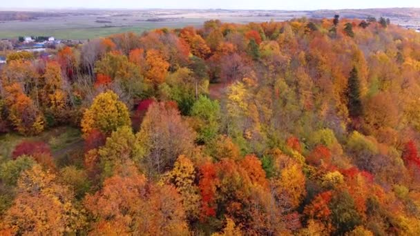 Outono árvores vídeo movimento de cima. A vista de cima. Vídeo do drone. Árvores de outono no topo. paisagem. Fotos do ar. Bela vista. Laranjeiras. — Vídeo de Stock