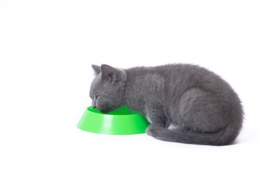 Kedi yavrusu bir kaseden yemek yiyor. Bir kedi yavrusu beyaz arka planda yemek yer. Yavru kedi beslenmesi. Yavru kediler için hayvan maması seçimi. Evcil hayvan beslemeyle ilgili makale. İngiliz kedicik.