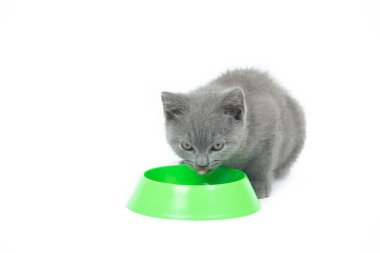 Kedi yavrusu bir kaseden yemek yiyor. Bir kedi yavrusu beyaz arka planda yemek yer. Yavru kedi beslenmesi. Yavru kediler için hayvan maması seçimi. Evcil hayvan beslemeyle ilgili makale. İngiliz kedicik.