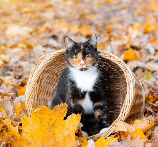 Gato Sentado Uma Cesta Folhas Outono Gato Cor Jovem Licença — Fotografia de Stock