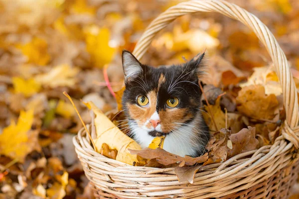 Chat Assis Dans Panier Feuilles Automne Jeune Chat Couleur Conge Image Libre De Droit Par Alenka2194 C Chat Assis Dans Panier Feuilles Automne Jeune Chat Couleur Conge Image Libre De Droit Par Alenka2194 C