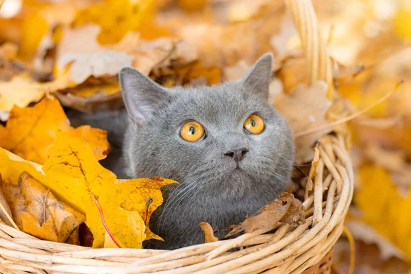 Grey Kucing Keranjang Kucing Inggris Kucing Duduk Keranjang Dan Daun — Stok Foto