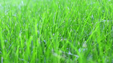 Yeşil çimenler rüzgarda sallanıyor